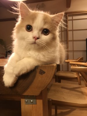 サンゴ礁とわ、、、 - 画像3