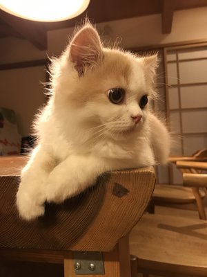 サンゴ礁とわ、、、 - 画像4
