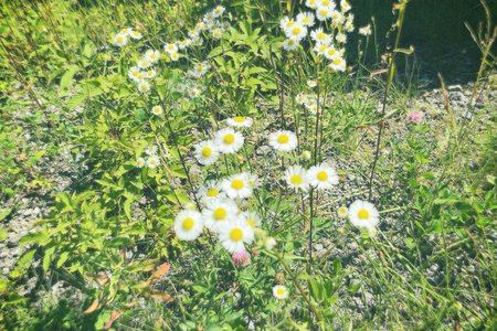 🌸。 - 画像7