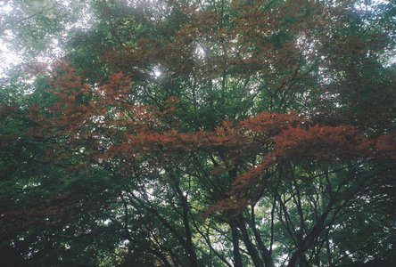 🌸。 - 画像13