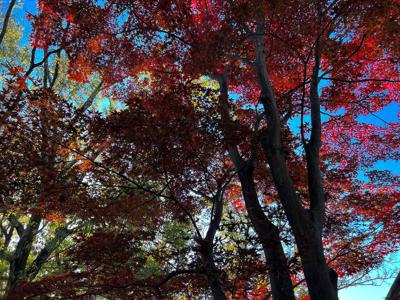 紅葉 - 画像1