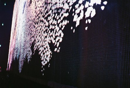 🌸。 - 画像3