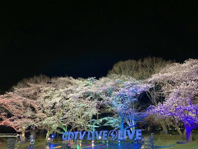 虹 - 画像1