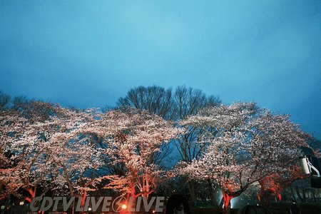 🌸。のサムネイル
