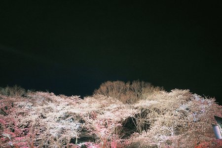🌸。 - 画像2