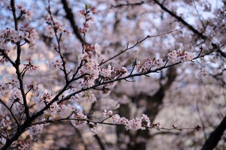 🌸。のサムネイル