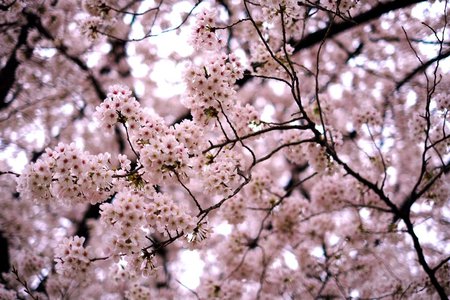 🌸。 - 画像2