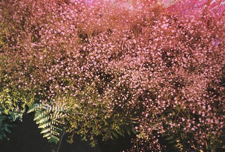 🌸。 - 画像7
