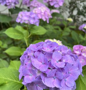 🌸。 - 画像2