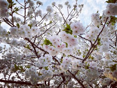 芽のサムネイル