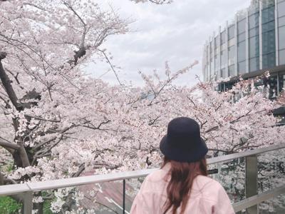 夜桜 - 画像2