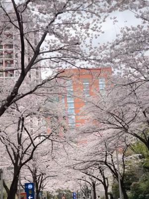 夜桜 - 画像3