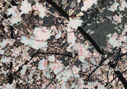 春のサムネイル