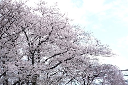 🌸。 - 画像5