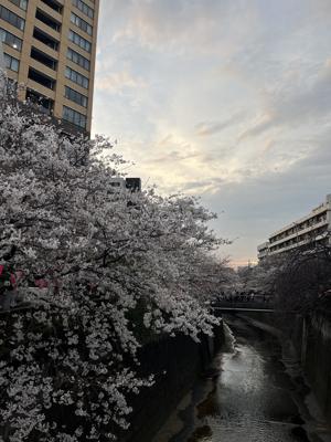 桜 - 画像6