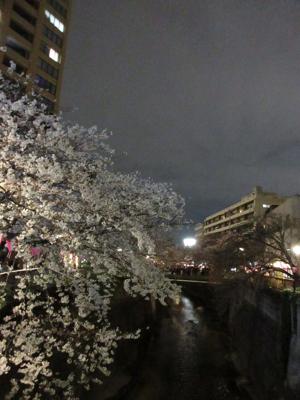 桜 - 画像7
