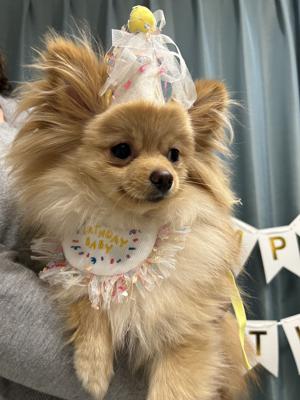 ぷぐまる1歳になりました🎂のサムネイル
