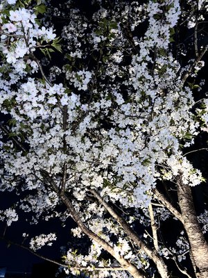 #235. 櫻が咲く頃🌸のサムネイル