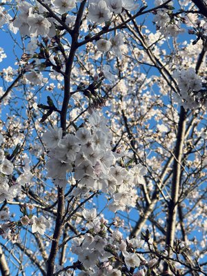 桜のサムネイル
