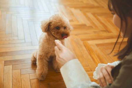 🐶 - 画像6