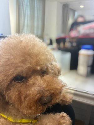 🐶 - 画像7