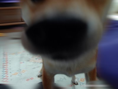 ひなまるカメラ📸 - 画像7