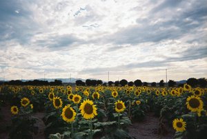 夏を追いかけて - 画像5