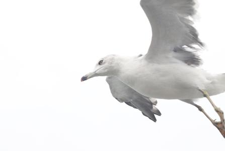 てんカメ「Nobody's fault」 - 画像8