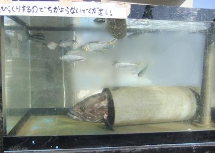 火を吹いたら口の中こげちゃった設定 - 画像3