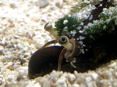 名前不明の生き物 - 画像8