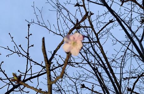 櫻の季節に - 画像4