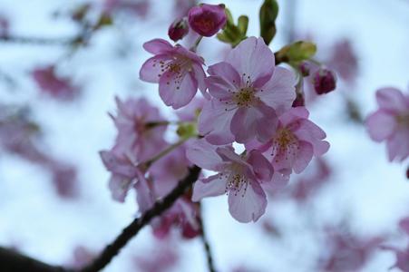 櫻の季節に - 画像5