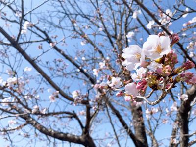 葉桜