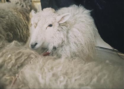 『BAN』初披露！！！ - 画像3