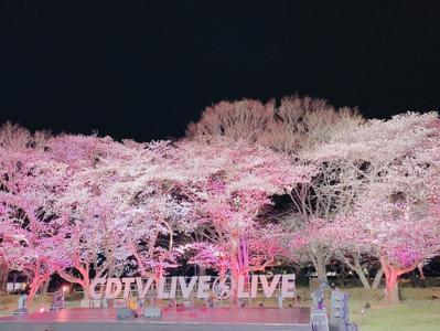 夜桜 - 画像4