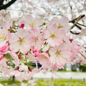 秋から春🌸 - 画像3