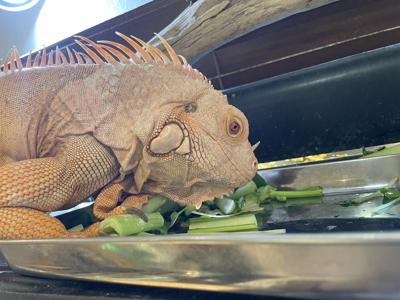 🦎YouTube🦎 - 画像6