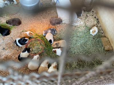 明日はウェンズデイだけどサンデーに出させていただきます - 画像2