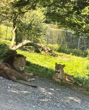 いーっぱい喋ります🦁 - 画像6