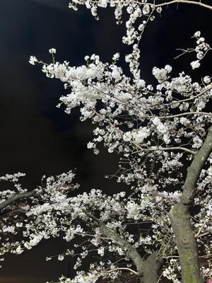 桜 - 画像5