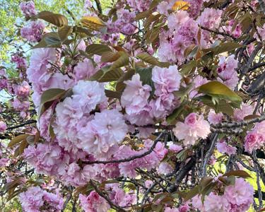 切りすぎた前髪を探したいところだけど、出来るだけ視界を明るくしてくれてるのかなとも思うから視野を広くするキャンペーンでも開いてみようかなと思ったり、75 - 画像3