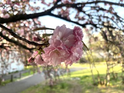 切りすぎた前髪を探したいところだけど、出来るだけ視界を明るくしてくれてるのかなとも思うから視野を広くするキャンペーンでも開いてみようかなと思ったり、75 - 画像9