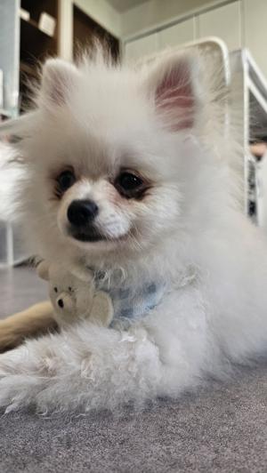 #146  初櫻坂チャンネル🐶 - 画像2