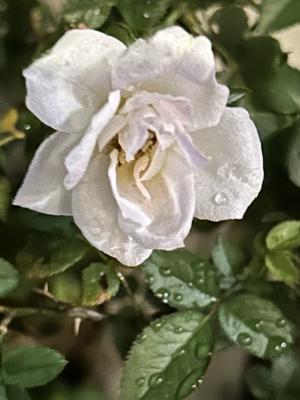  - 画像26