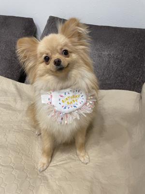 ぷぐまる1歳になりました🎂 - 画像2
