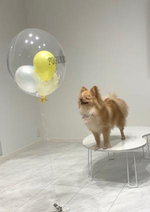 ぷぐまる1歳になりました🎂 - 画像7