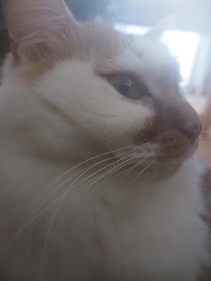 おせちはかまぼこが好き - 画像6