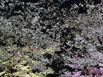 桜 - 画像8
