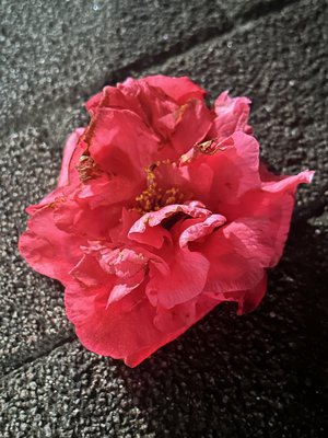 　 - 画像12