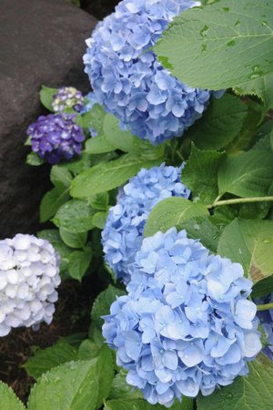 あいち！フクオカ！広島！ - 画像3